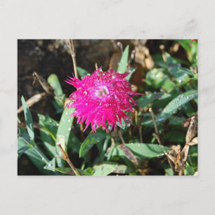 Cartão postal com fotografia floral fuchsia