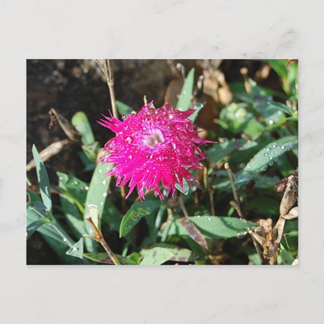 Cartão postal com fotografia floral fuchsia (Frente)