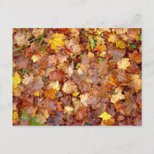 Cartão postal com fotografia 'Leaf Pile'