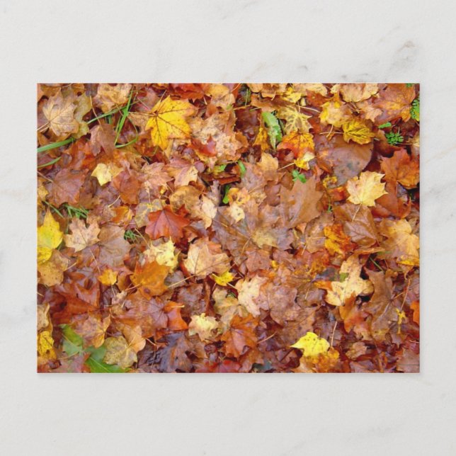 Cartão postal com fotografia 'Leaf Pile' (Frente)