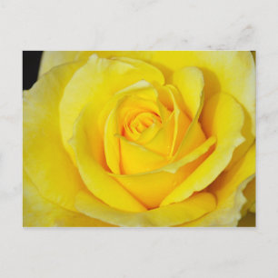 Cartão postal com impressão de rosa amarela única