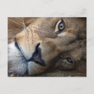 Cartão postal com leão