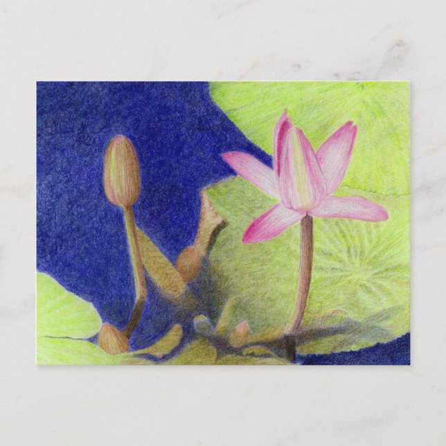 Cartão postal com Lotus Waterlily rosa (Frente)