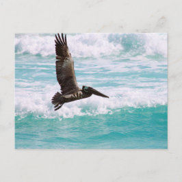 Cartão postal com pelicano voando contra a água