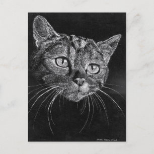 Cartão postal com rosto de gato