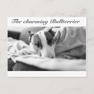 Cartão postal com tema de Bull Terrier
