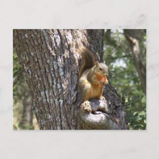 Cartão Postal Coma suas carroças