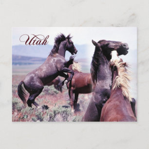 Cartão Postal Combate a cavalos selvagens, Utah