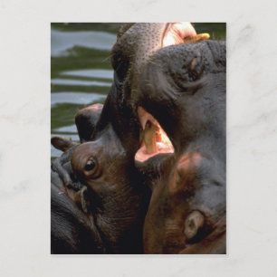 Cartão Postal Combate de Hippos, Fechamento