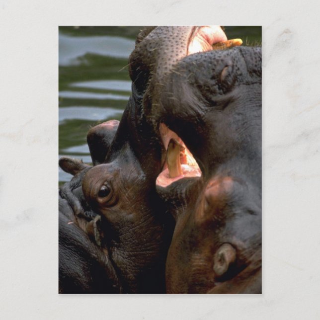 Cartão Postal Combate de Hippos, Fechamento (Frente)