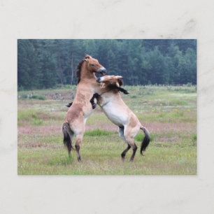 Cartão Postal Combater Cavalos Selvagens