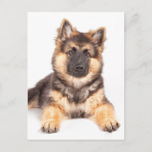 Cartão Postal Combinação de German shepherd de Collie de Borda