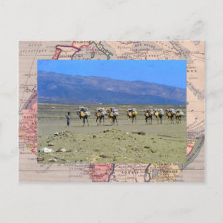 Cartão Postal Comboio Camel atravessando o deserto do Saara