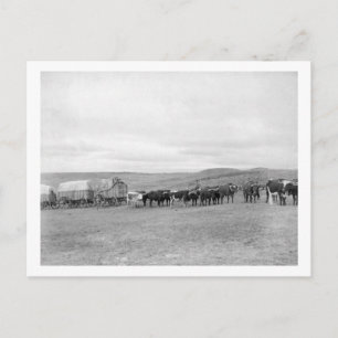 Cartão Postal Comboio de Oxen e Vagões Dirigidos para Colinas N