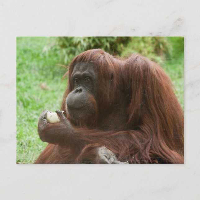 Cartão Postal Comendo Orangutan (Frente)