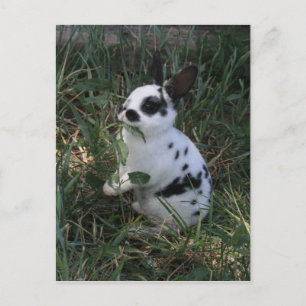 Cartão Postal Comendo Verdes