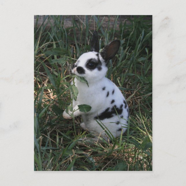 Cartão Postal Comendo Verdes (Frente)