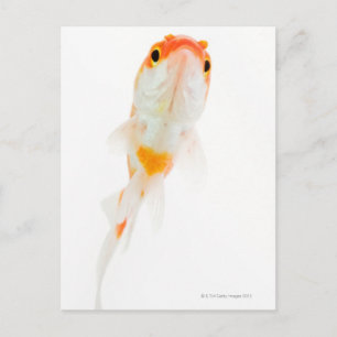 Cartão Postal Cometa / Peixe dourado de cauda de cometa