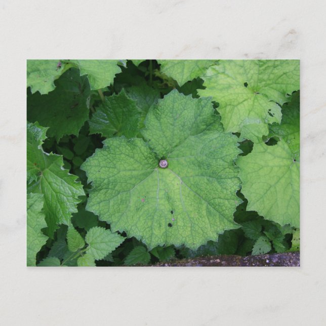 Cartão Postal Comfy Snail (Frente)