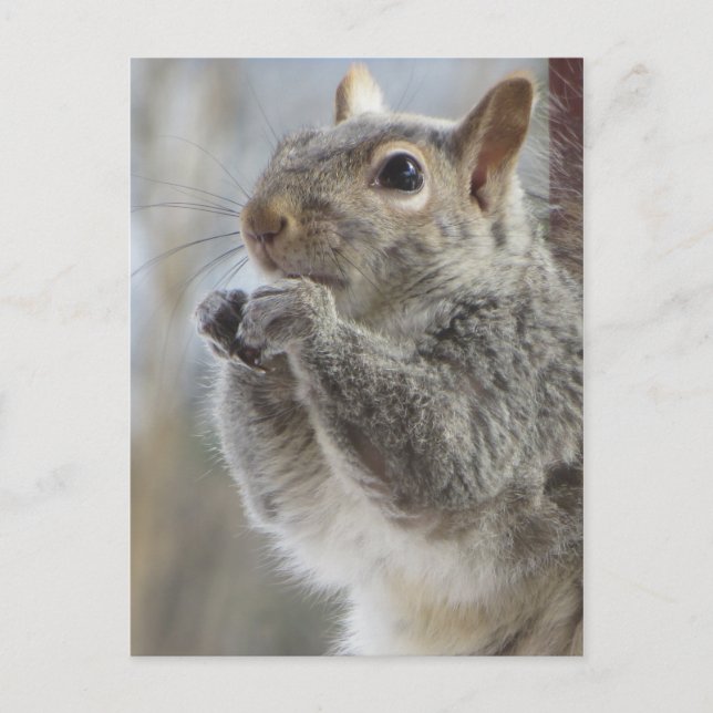 Cartão Postal Comida de Esquilo (Frente)