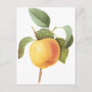 Cartão Postal Comida de Fruta Vintage, Apple Calville por Douto