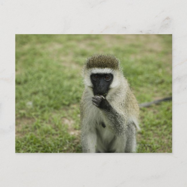 Cartão Postal Comida de macaco-vervet, África (Frente)