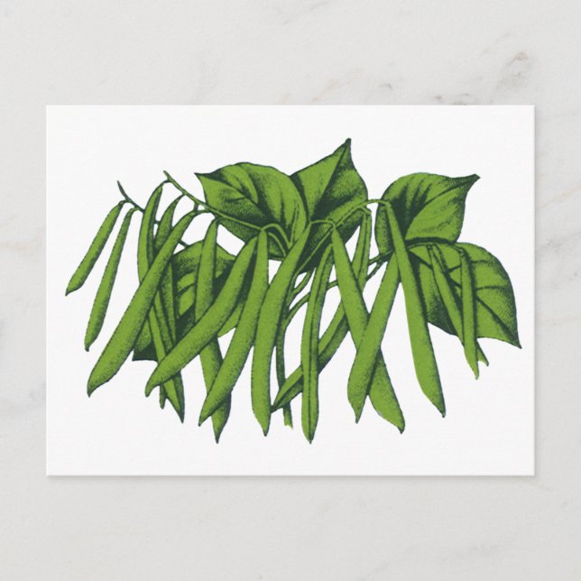 Cartão Postal Comida de vindima, feijões verdes orgânicos (Frente)