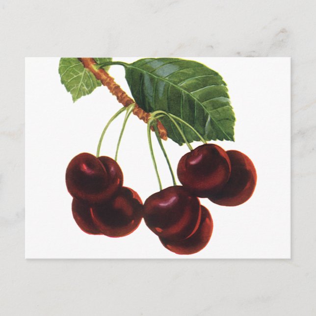 Cartão Postal Comidas de Frutas, Cerejas de Estripagem de uma Ár (Frente)