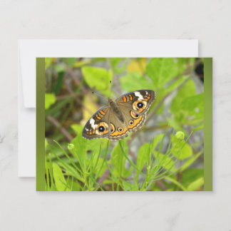 Cartão Postal Common Buckeye