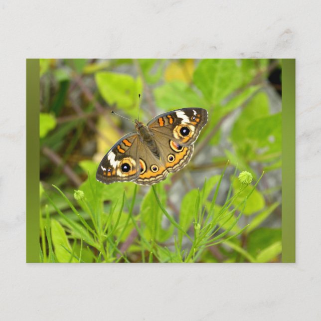 Cartão Postal Common Buckeye (Frente)