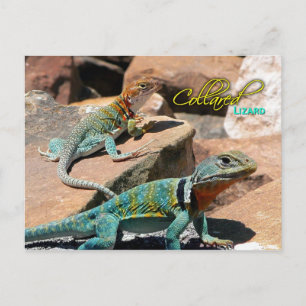Cartão Postal Common Collared Lizard, Novo México