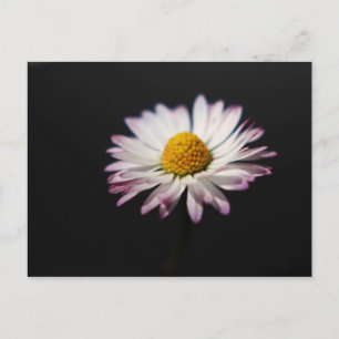Cartão Postal Common Daisy Pca