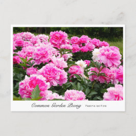 Cartão Postal Common Garden Peony