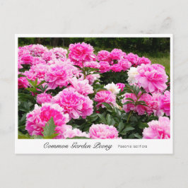 Cartão Postal Common Garden Peony