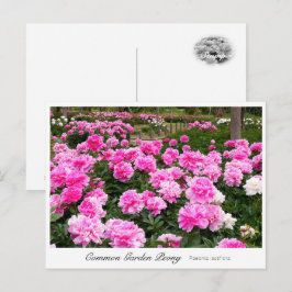 Cartão Postal Common Garden Peony