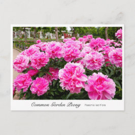 Cartão Postal Common Garden Peony