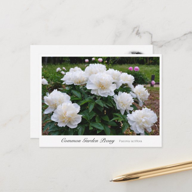 Cartão Postal Common Garden Peony (Frente/Verso In Situ)