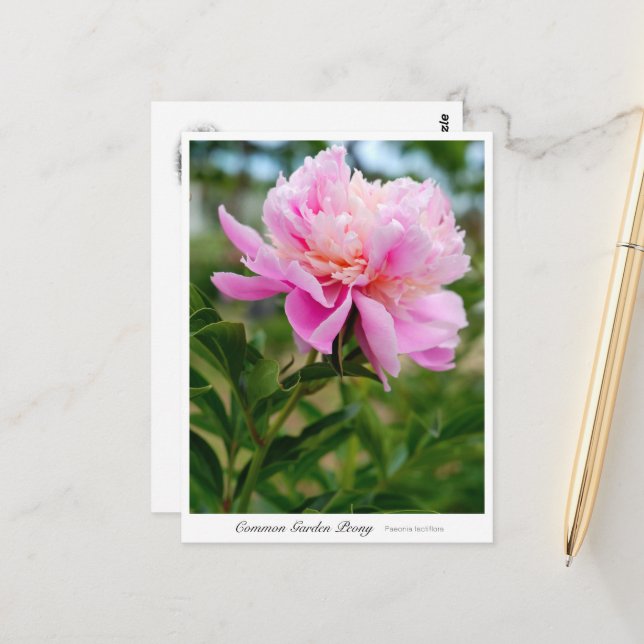 Cartão Postal Common Garden Peony (Frente/Verso In Situ)