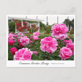 Cartão Postal Common Garden Peony