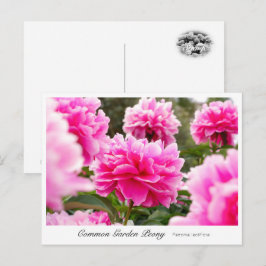 Cartão Postal Common Garden Peony