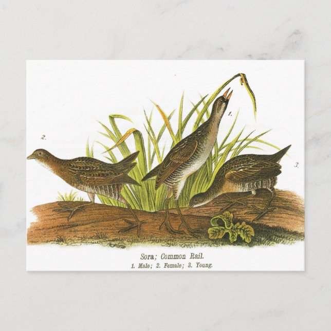 Cartão Postal Common Rail (Frente)