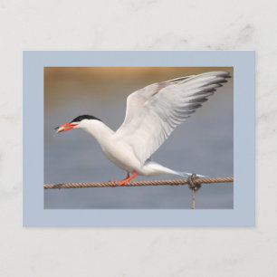 Cartão Postal Common Tern
