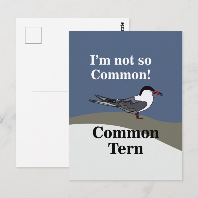 Cartão Postal Common Tern Seabird Engraçado (Frente/Verso)