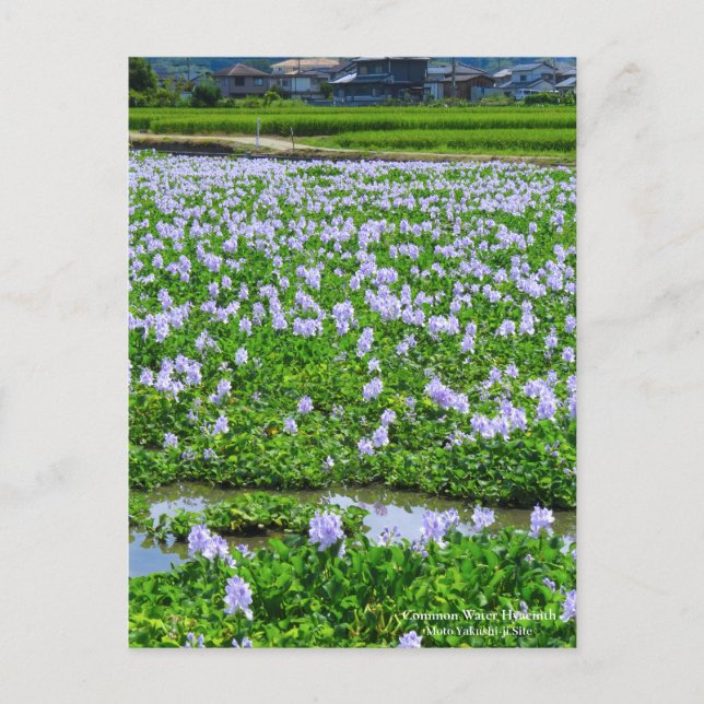 Cartão Postal Common Water Hyacinth：Postcard (Frente)