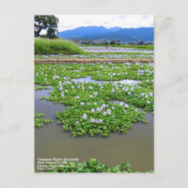 Cartão Postal Common Water Hyacinth：Postcard
