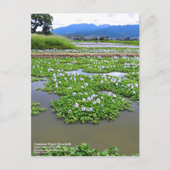 Cartão Postal Common Water Hyacinth：Postcard (Frente)