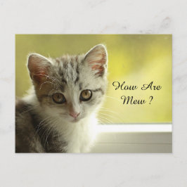 Cartão Postal Como está o Mew Kitten
