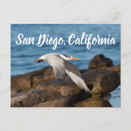 Cartão Postal Como o Tern Flies San Diego, Califórnia