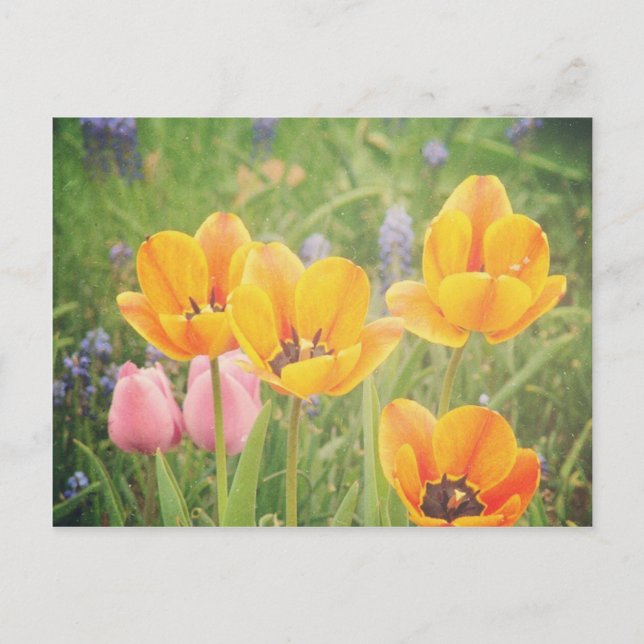 Cartão Postal Como uma bela pintura de vida (Frente)