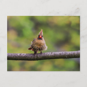 Cartão Postal Como vai o seu dia?